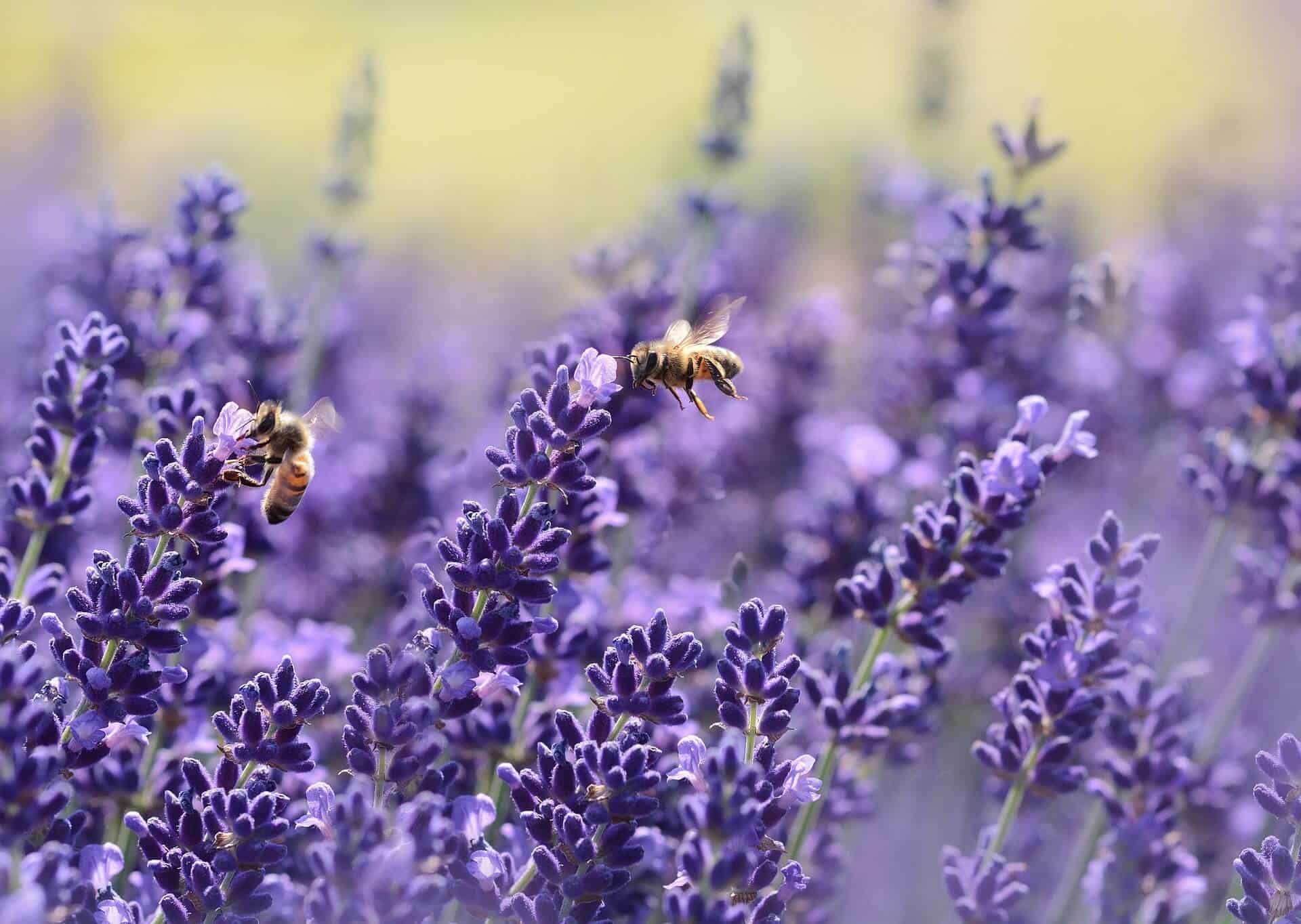 Tạo không gian vườn thân thiện với loài ong